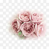 温馨粉色康乃馨花朵