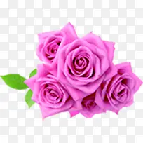 粉色玫瑰花朵医疗