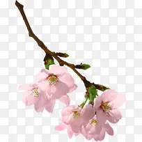 粉色春天创意花朵造型
