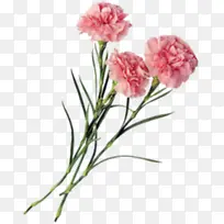 粉色自然康乃馨花朵