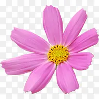 春季清新粉色美化花朵装饰