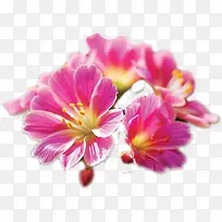 粉色时尚花朵盛开