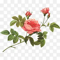 粉色水彩花朵玫瑰植物