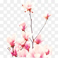 手绘粉色渐变花朵树枝