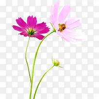 环保春季粉色花朵