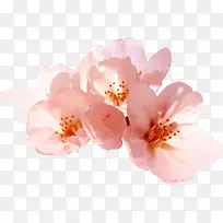 文艺粉色春季花朵