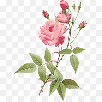 粉色创意花朵设计玫瑰