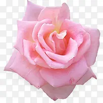 粉色甜美初恋玫瑰花朵
