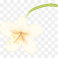 粉色绚丽花朵植物