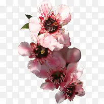 粉色梦幻花朵插图装饰