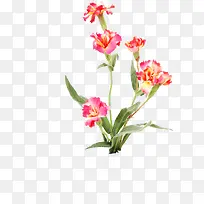 手绘粉色花朵背景图片