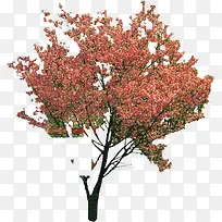 粉色大树花朵公园装饰