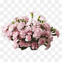 粉色康乃馨花朵装饰