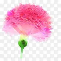 手绘粉色温馨康乃馨花朵