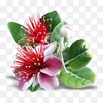 花卉矢量图素材植物花卉素材