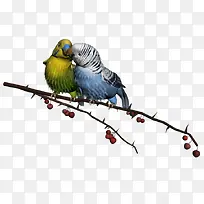 树枝上的彩色鹦鹉手绘