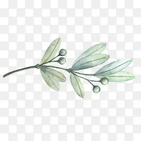 植物