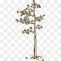 手绘植物树