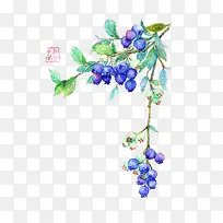 手绘植物