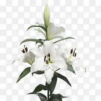 鲜花装饰