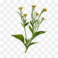 黄色小花植物