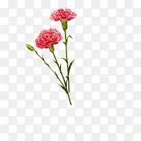 手绘植物母亲节康乃馨水彩插画