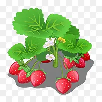 田地草莓