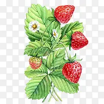 手绘草莓植物