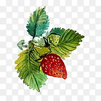 草莓水果