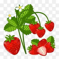 矢量红色草莓