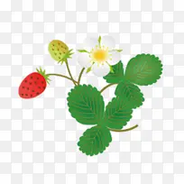 绿叶草莓花朵装饰