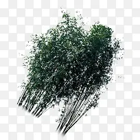 绿色唯美倾斜树林
