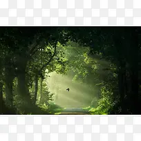 绿色树林间的阳光海报背景
