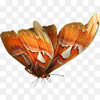 红色蝴蝶免抠PNG透明图片素材