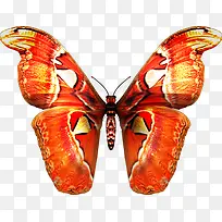 红白 花纹 蝴蝶 免抠 PNG透明图片 