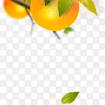 绿叶橘子透明背景素材png