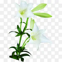 植物花朵绿叶白花