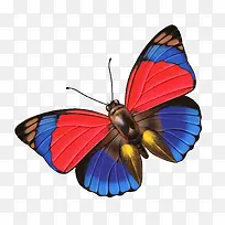 红蓝蝴蝶 免抠 PNG透明图片 素材