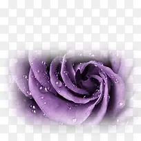 紫色梦幻花朵玫瑰