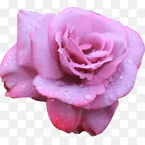 水珠粉色玫瑰