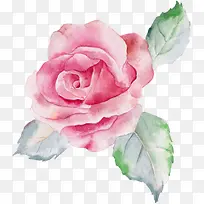 手绘春季粉色玫瑰