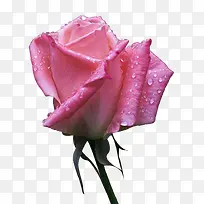 单朵的粉色带水滴玫瑰