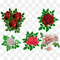 红玫瑰粉玫瑰花朵植物