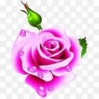 卡通水珠粉色玫瑰花朵