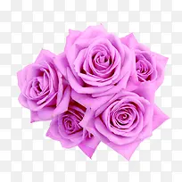 紫色绽放玫瑰花朵