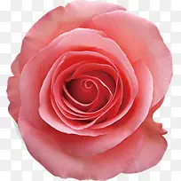 粉色玫瑰卡片设计
