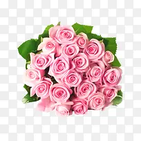 粉玫瑰植物花朵