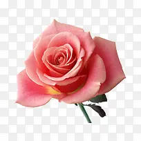 一朵粉色玫瑰