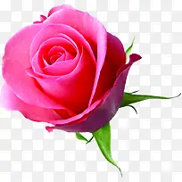 花径粉色绽放玫瑰