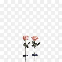 两枝粉色玫瑰